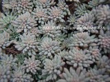 �����ࡡ�ҥ��ѥ˥��� �ץ�ץ쥢