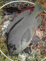 2009.02.26¡¡¥á¥¸¥Ê
