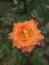 548df708.jpg