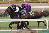 ディープインパクト追い切り