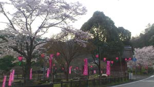川代　桜