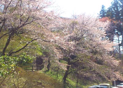 王子山の桜