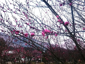 2月の梅