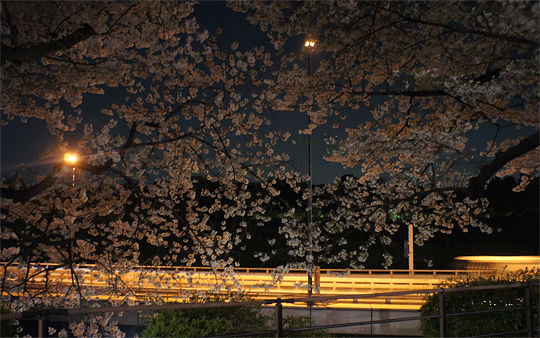 1104_chidorigafuchi01