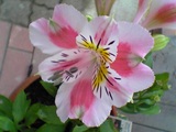 8a4399ec.jpg