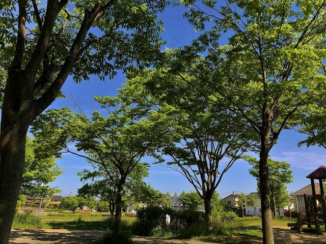 IMG_1980 (640x480)