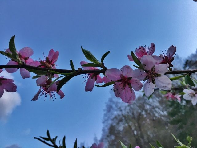 IMG_4672 (640x480)
