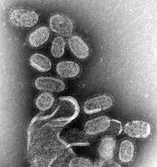 226px-EM_of_influenza_virus