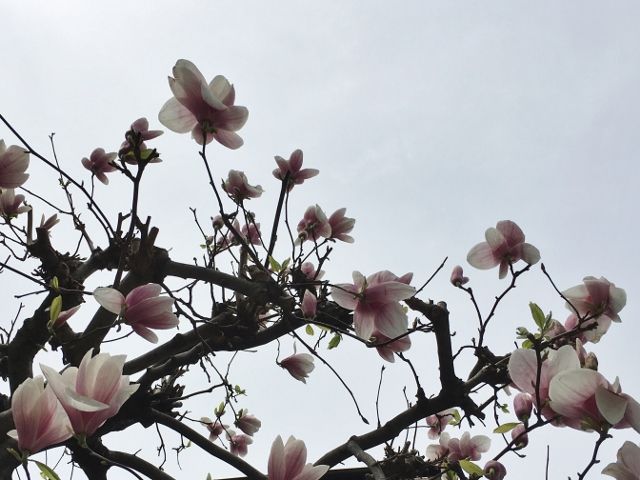 IMG_4568 (640x480)