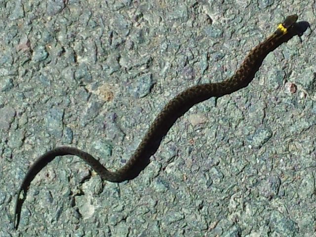 毒蛇ヤマカガシ 日本で一番の猛毒 今 生きている その日に感じた心を綴ろう