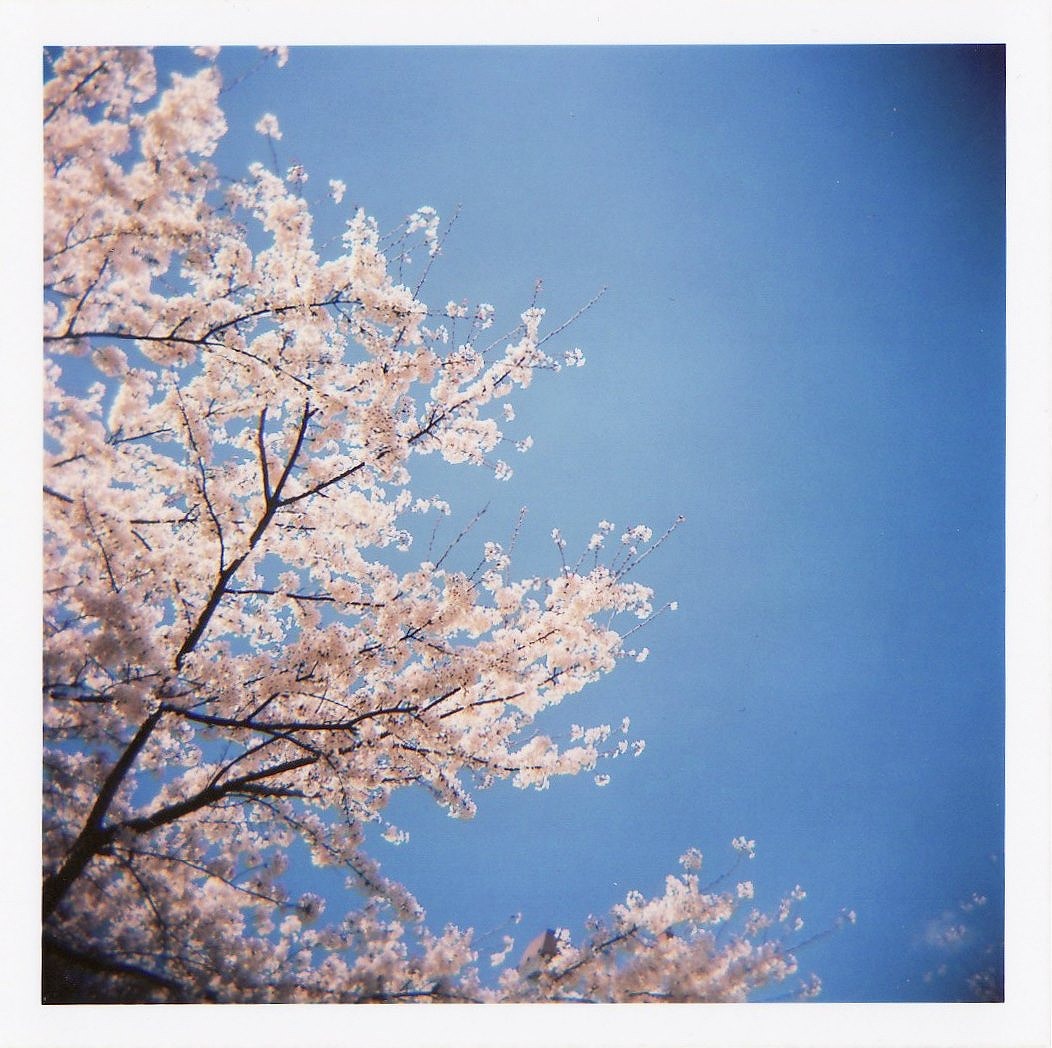 sakura