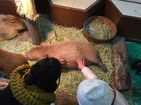 カピバラ