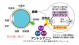 anthocyanin