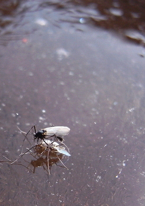 s201103062