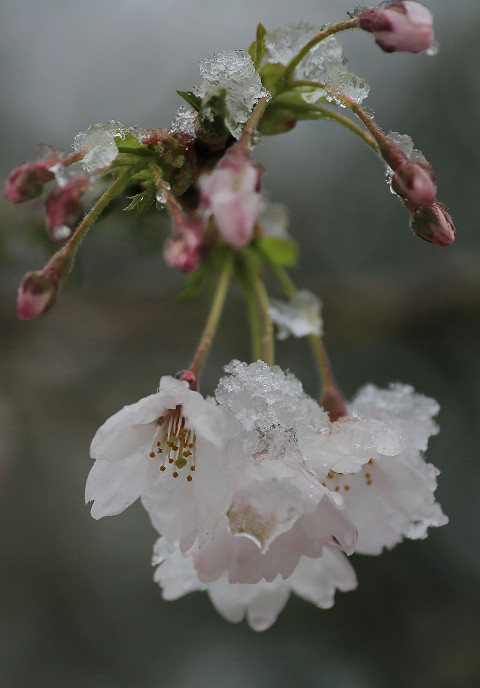 桜隠し : フライマンの詩