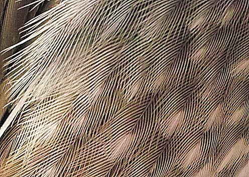 s_20170318_11