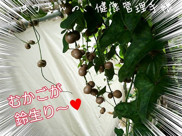 20170823 むかごスープ 2