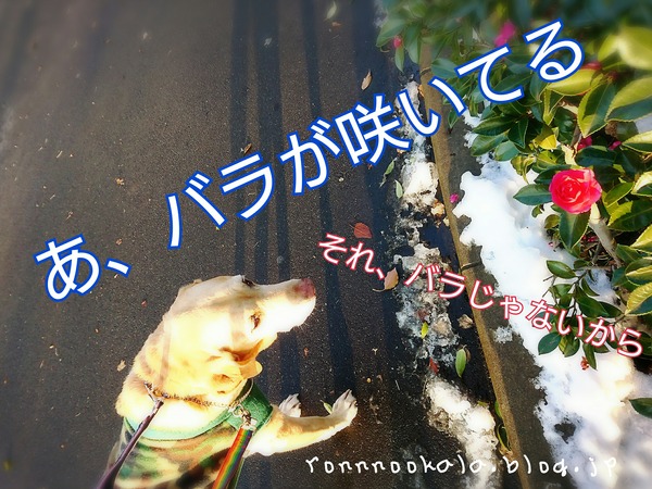 18-01-24-11-05-28-187_deco