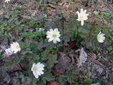 090405BBQ05