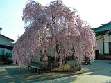 誓願寺02