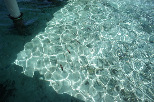 DSC01503