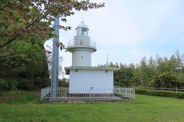燈光会 | 観音崎公園の河津桜も満開です🌸 #観音埼灯台