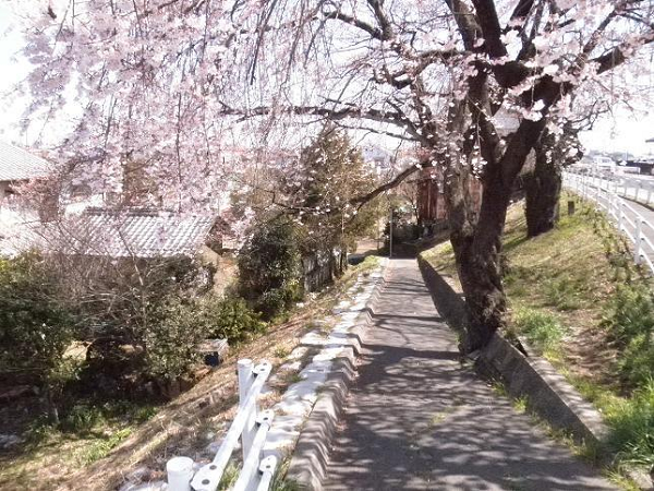 もうすぐ桜のシーズン!ゲームで見られる桜の風景を大特集!