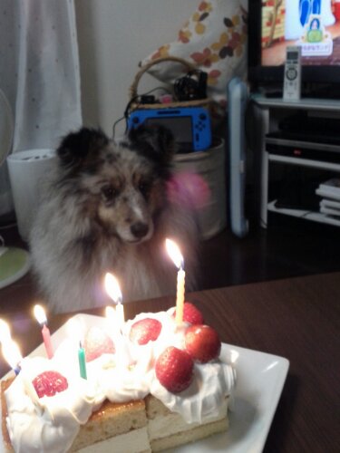 IMG_20130520_183831.jpg image