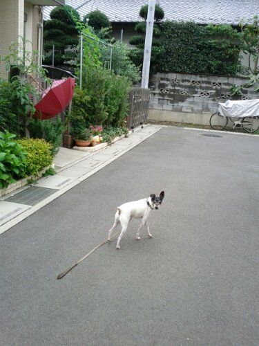 IMG_20130627_094457.jpg image