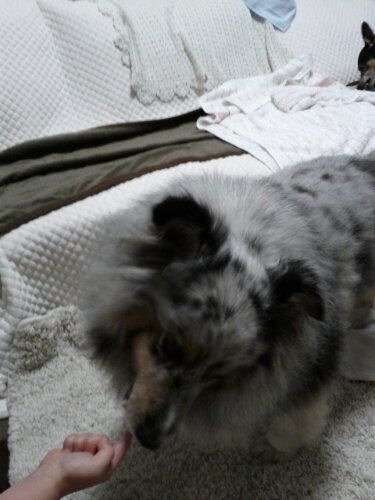 IMG_20130520_183930.jpg image