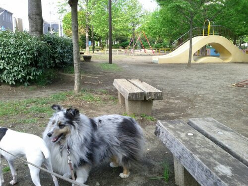 IMG_20130426_092053.jpg image