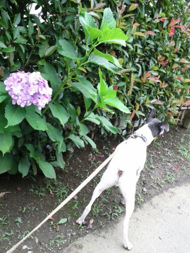 IMG_20130627_094005.jpg image