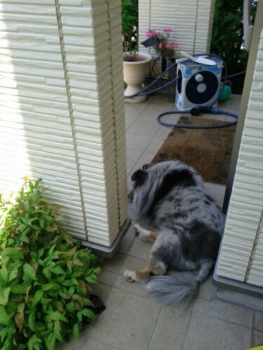 IMG_20130524_103039.jpg image