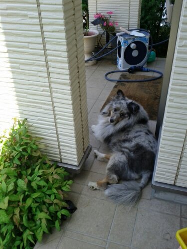IMG_20130524_103043.jpg image