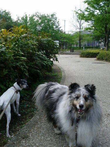 IMG_20130426_091541.jpg image
