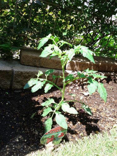 IMG_20130516_101316.jpg image