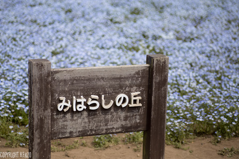 ひたちなか海浜公園ネモフィラ_8