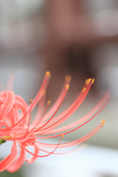 彼岸花