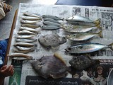 6月の釣果