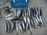 釣果!!