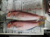 アマダイ
