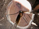 DSCN9076