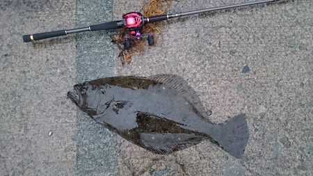 北海道ヒラメ1