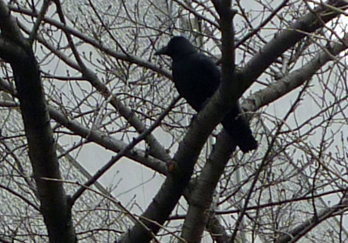karasu6