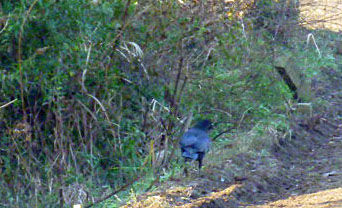 karasu1