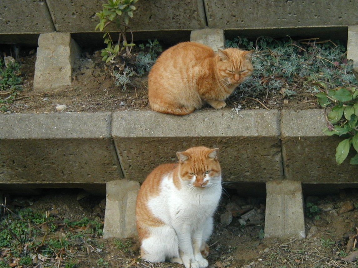 neko