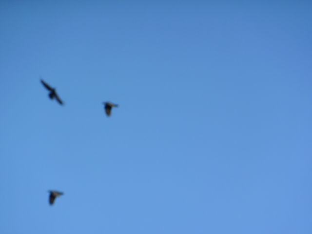 P1000954