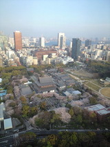 増上寺の桜