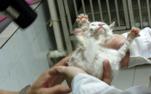 ねこ [無断転載禁止]©bbspink.com	YouTube動画>12本 ->画像>1513枚 