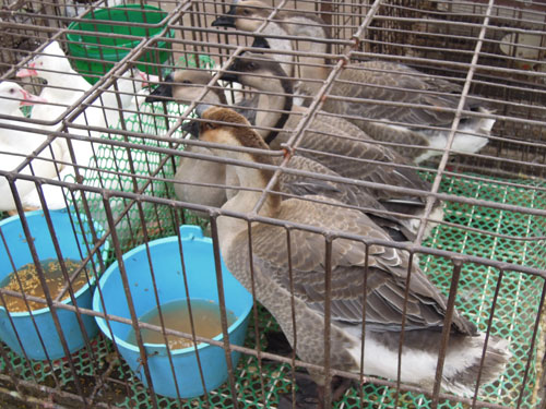 DSCN7251